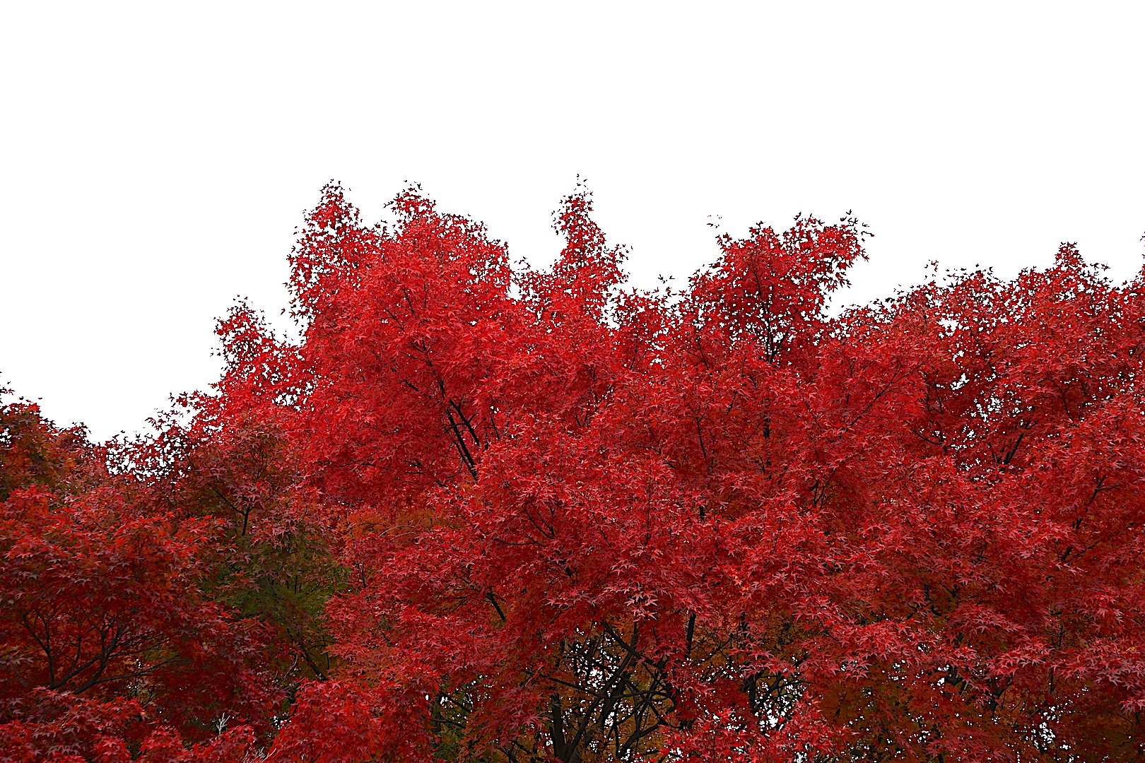 紅葉