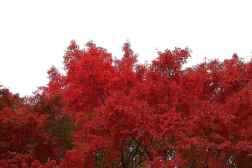 紅葉