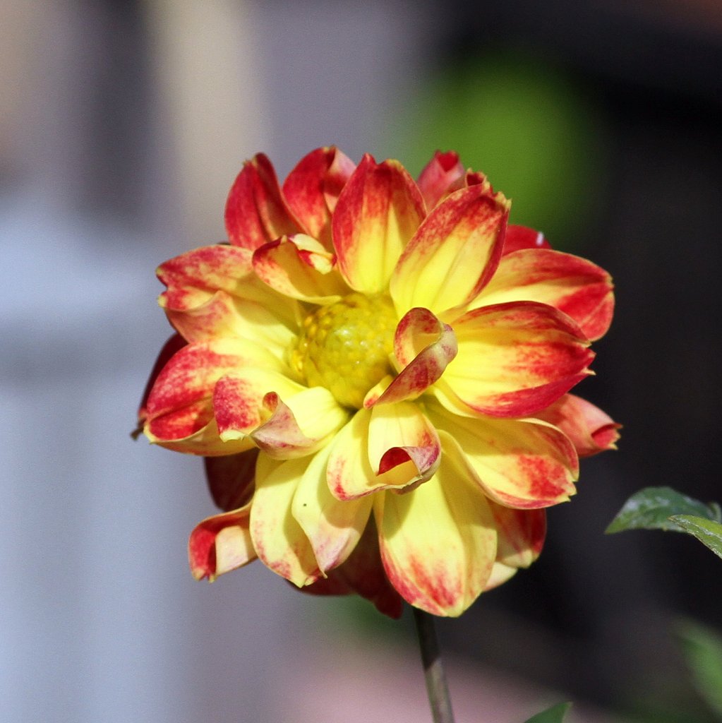Sigma EX 105mm F2.8　macro
