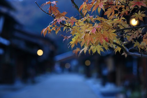 晩秋の蛍・2016