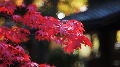 秋色紅葉