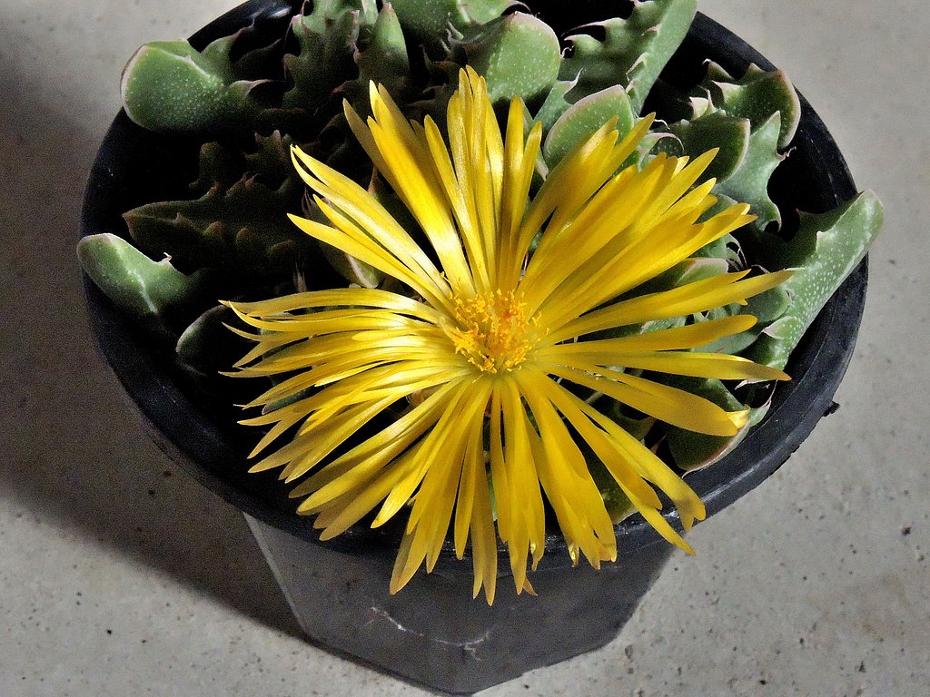 メセンの花