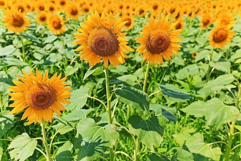 ＨＤＲひまわり