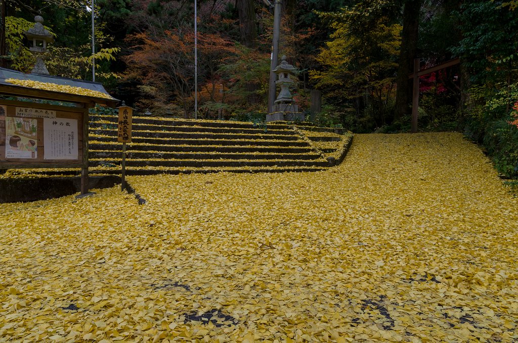 カーペット