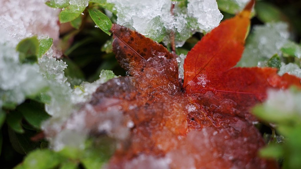 紅葉に雪・・・