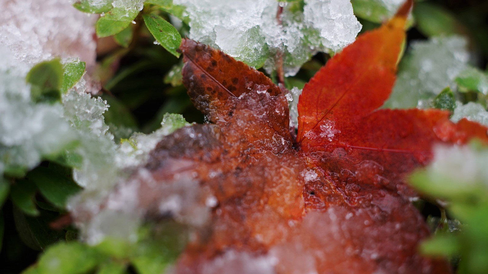 紅葉に雪・・・
