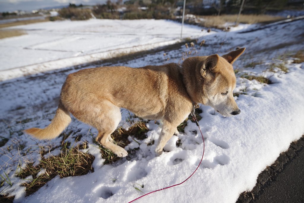 柴犬