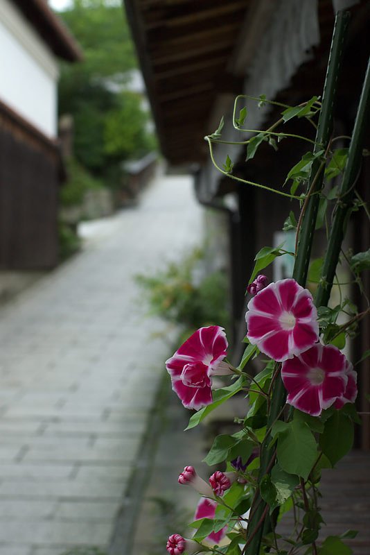 朝顔のある道