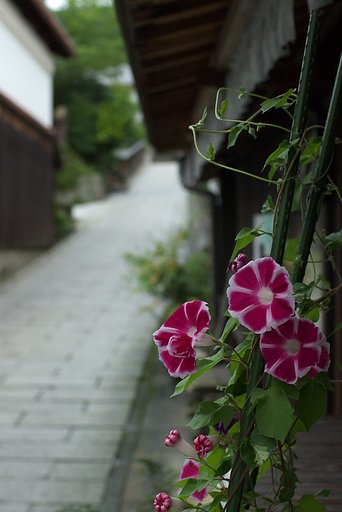朝顔のある道