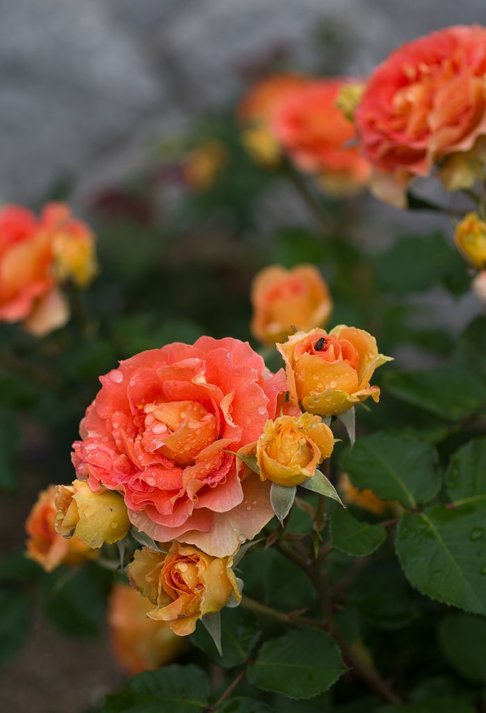 ブラスバンド（薔薇）