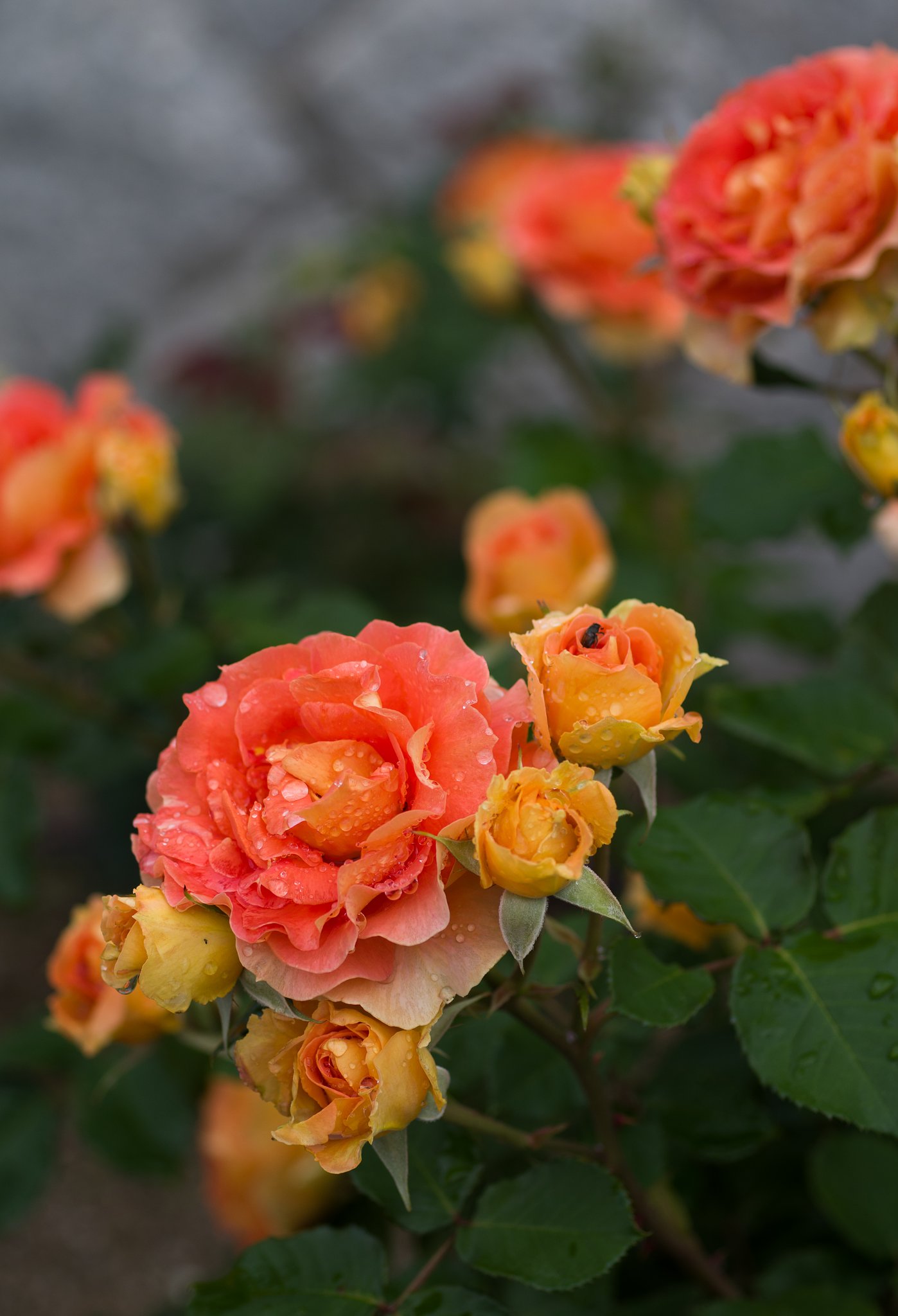 ブラスバンド（薔薇）