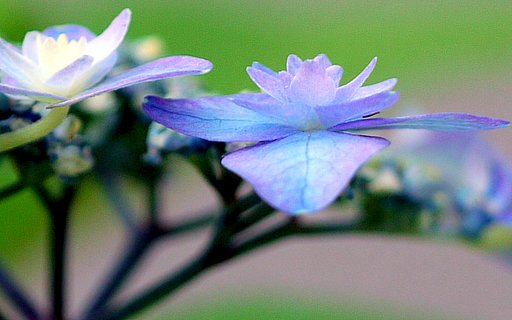 UPアジサイの花