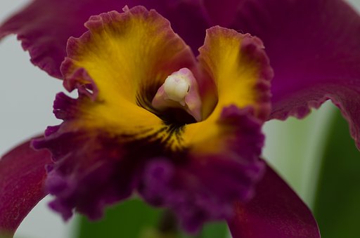 PENTAX-D FA MACRO 100mm F2.8