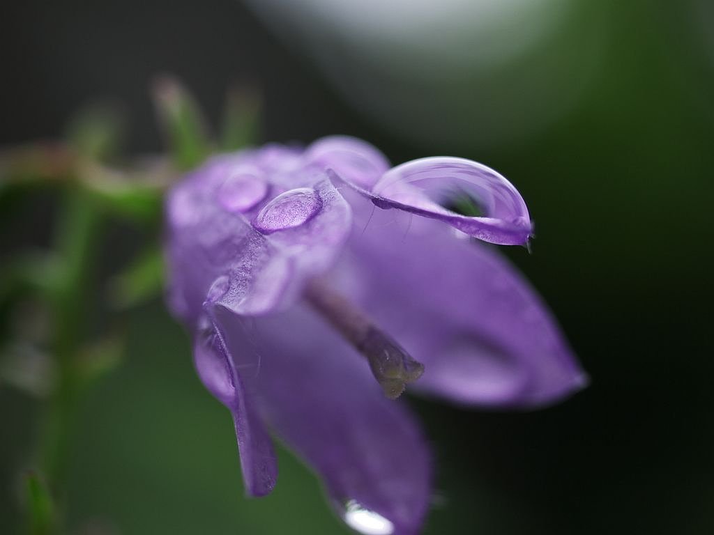 紫の花