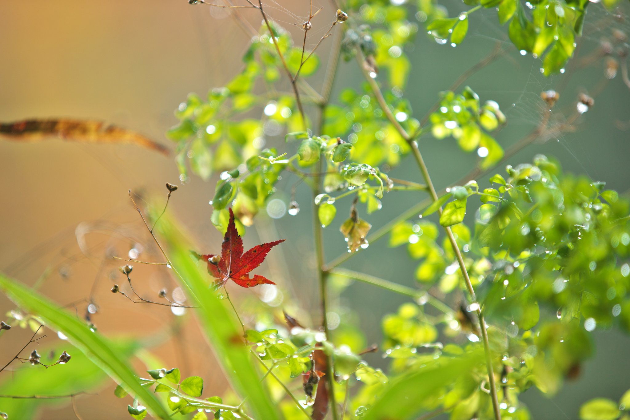EF70-200 F2.8L IS Ⅱ