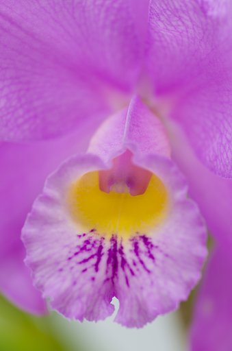 PENTAX-D FA MACRO 100mm F2.8