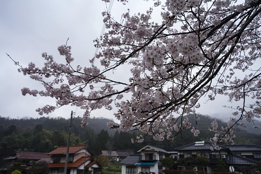 ソメイヨシノ開花！