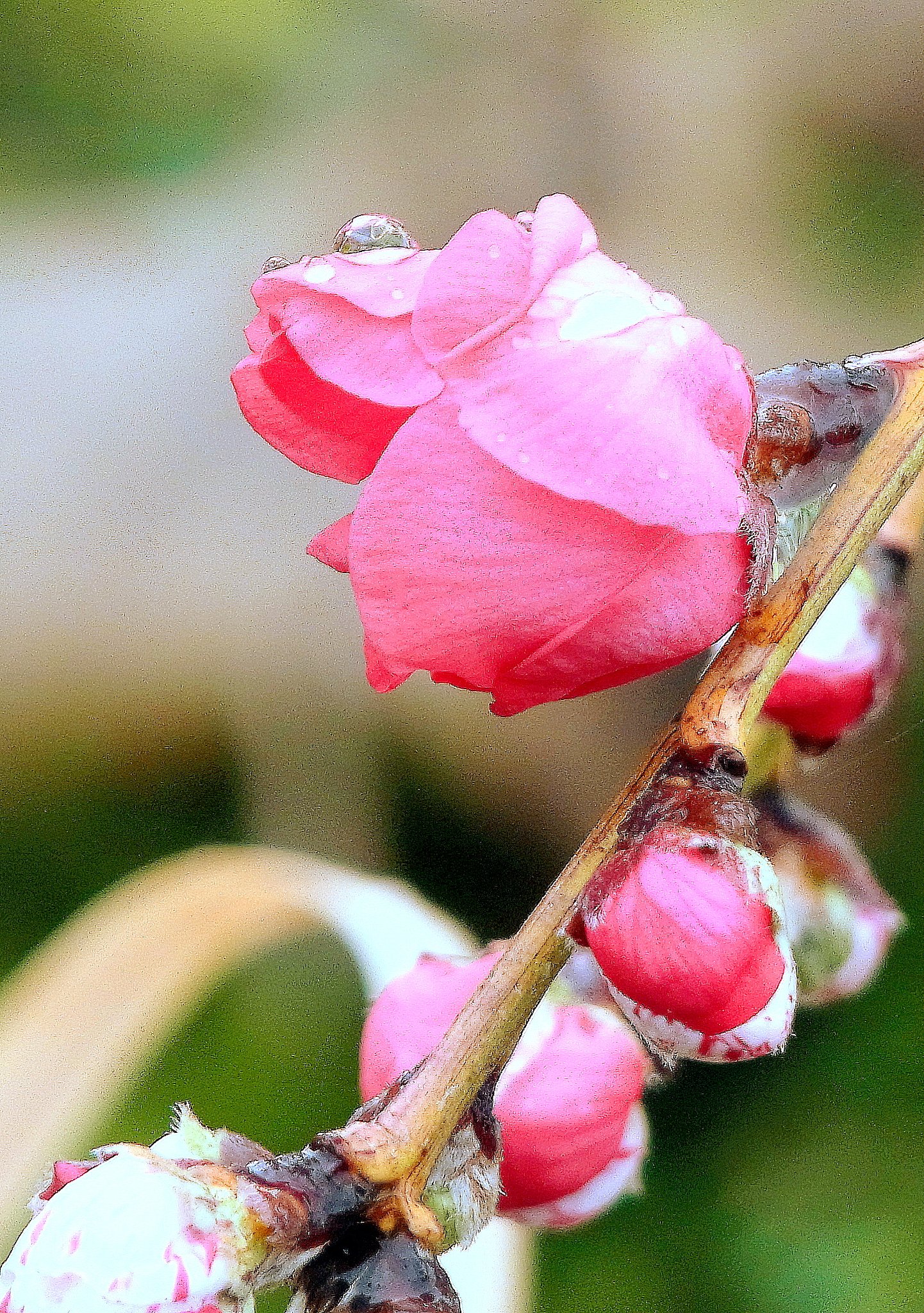 梅の花　１
