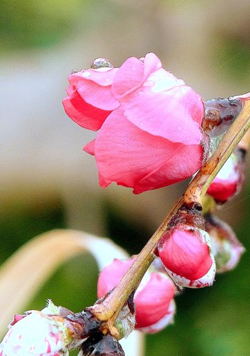 梅の花　１