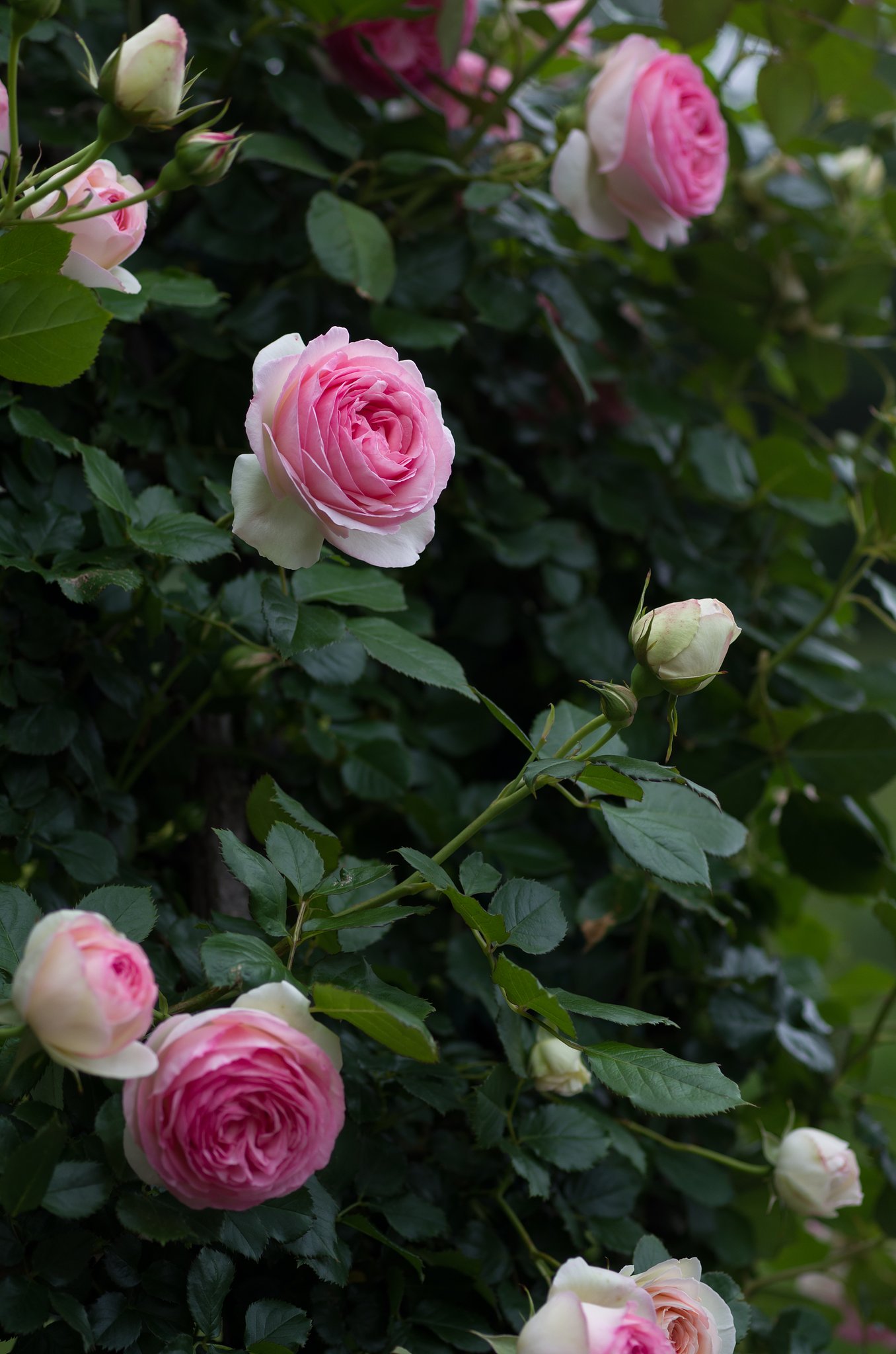 SIGMA MACRO 70mm F2.8