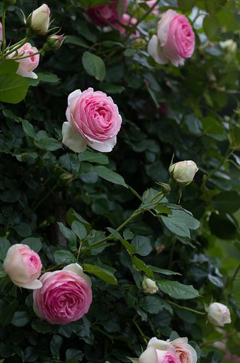 SIGMA MACRO 70mm F2.8