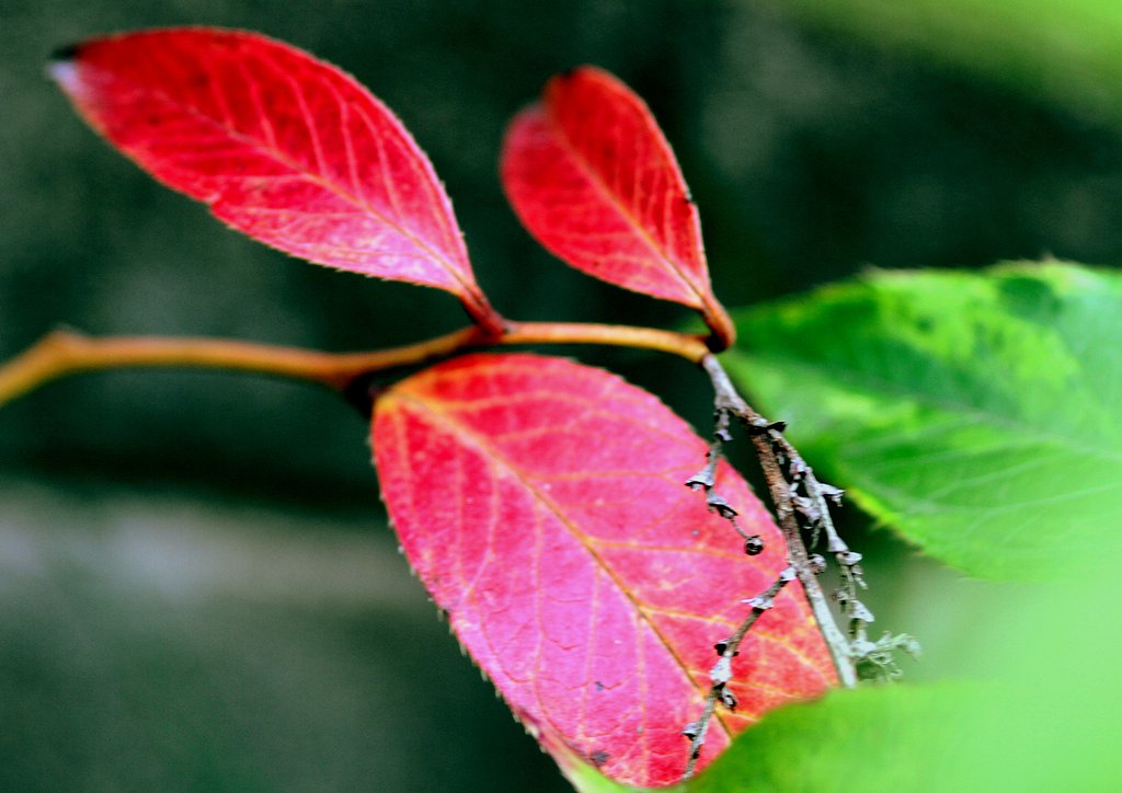 【色】蔦の紅葉