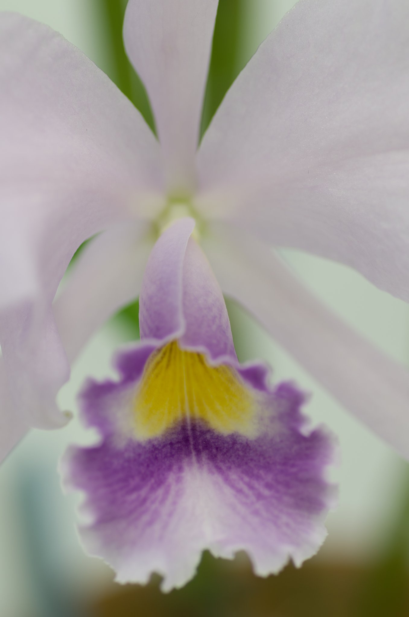 PENTAX-D FA MACRO 100mm F2.8