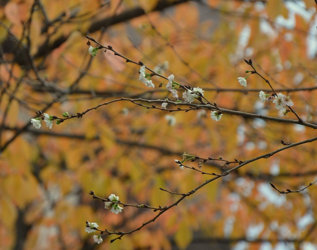 桜と紅葉