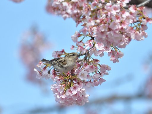 ニュウナイ雀