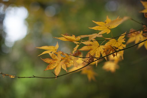EF50mm F1.2 L 