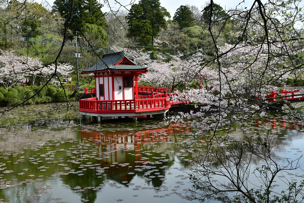 やっと桜満開