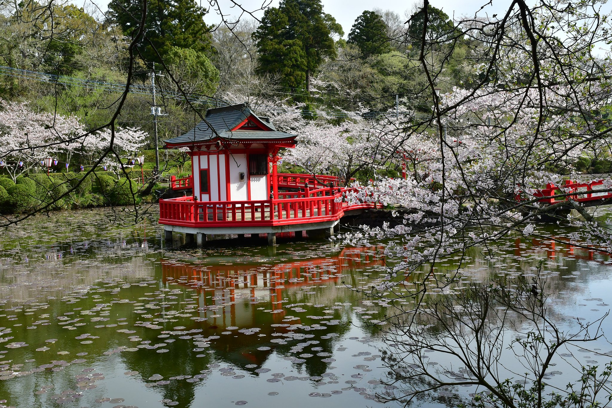 やっと桜満開