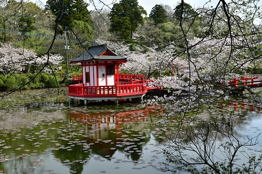 やっと桜満開