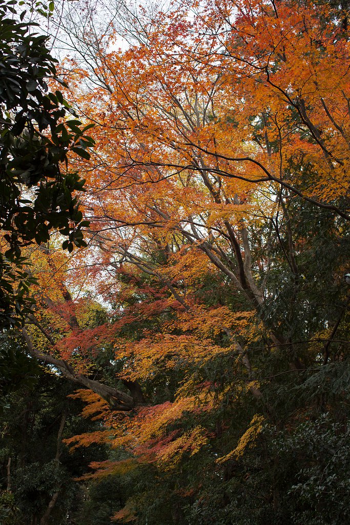EF50mm F1.2 L