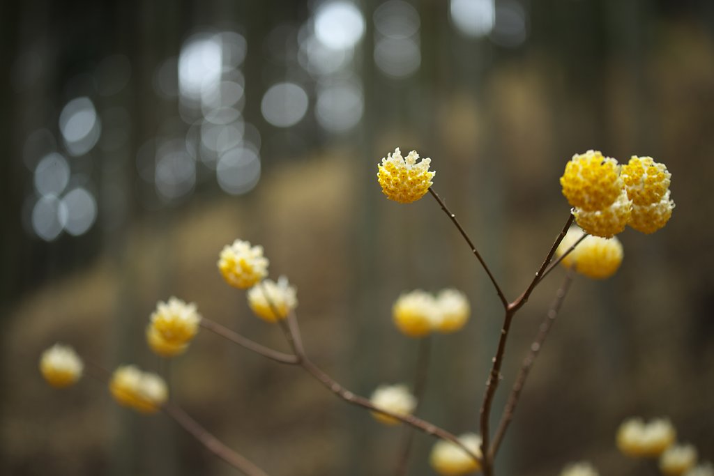 花盛
