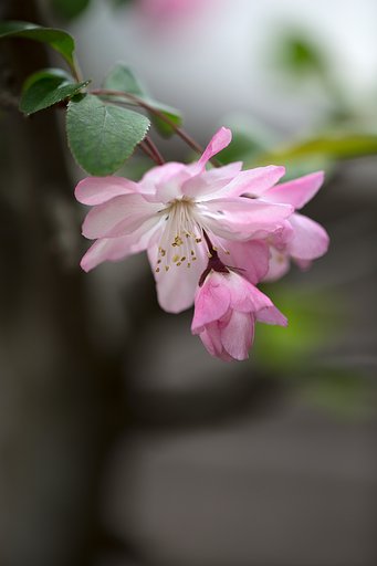 EF180mm F3.5 L MACRO