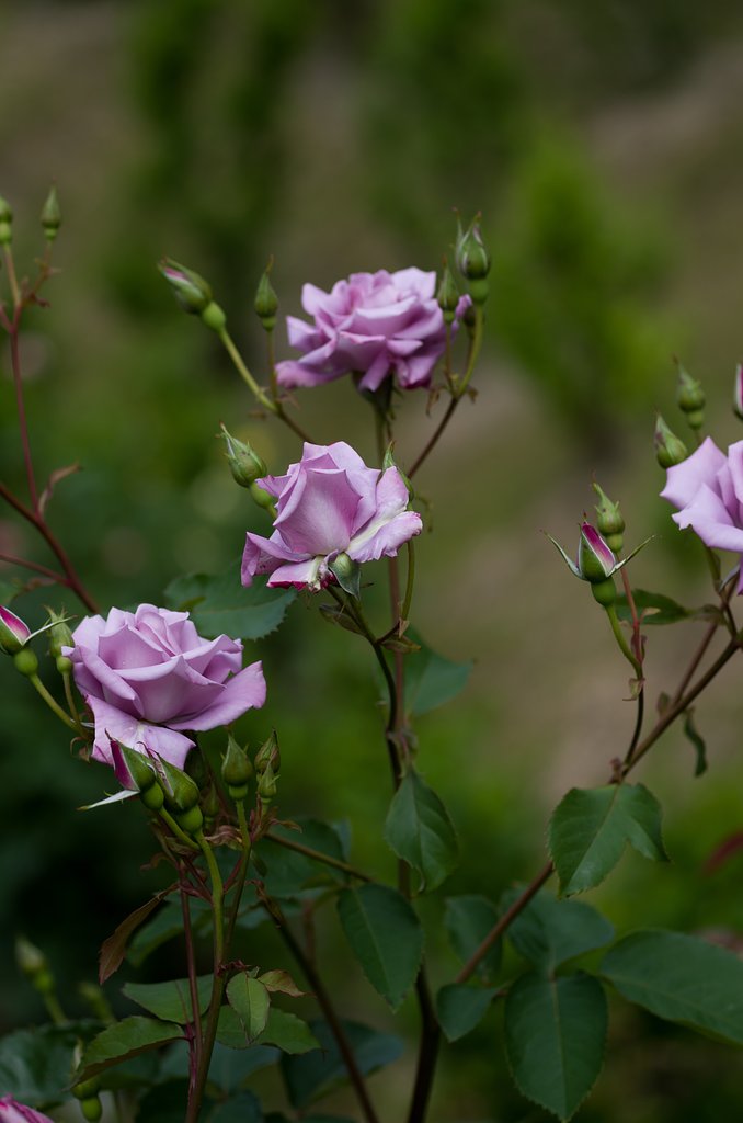 SIGMA MACRO 70mm F2.8