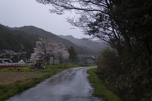 サクラ二題。