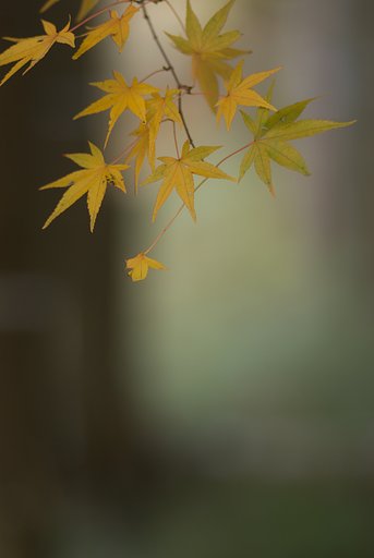 ミノルタα100㎜F2.8マクロ