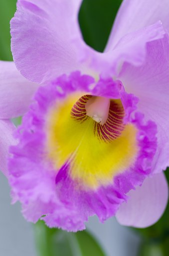 PENTAX-D FA MACRO 100mm F2.8