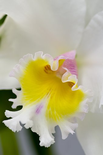 PENTAX-D FA MACRO 100mm F2.8