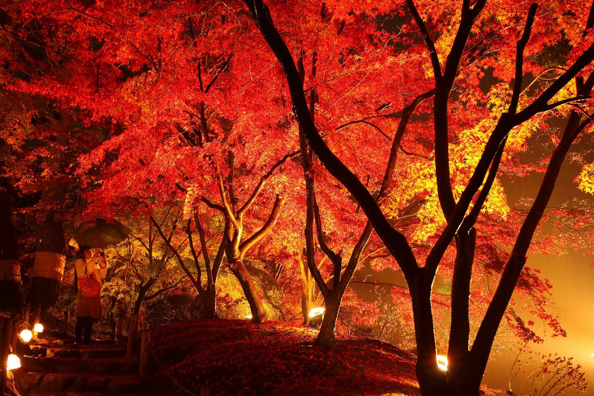 縮景園紅葉ライトアップ