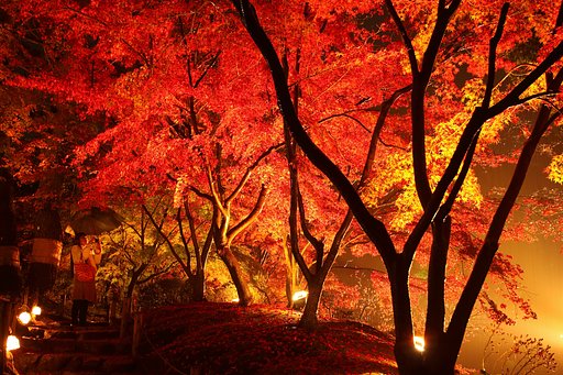 縮景園紅葉ライトアップ