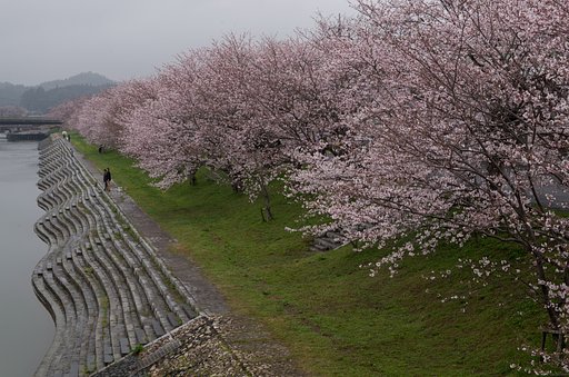 雨の桜