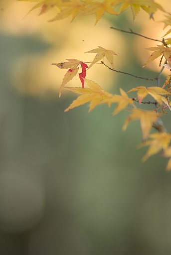 Y/C  S180mmF2.8 MMG