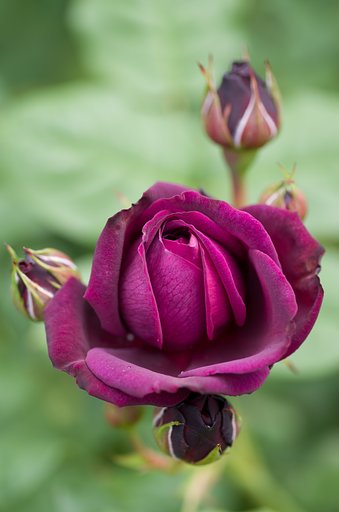 SIGMA MACRO 70mm F2.8