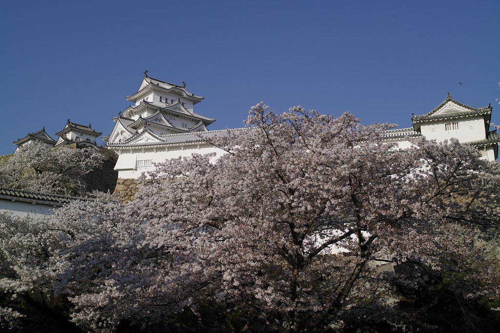 お城と桜