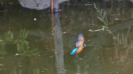 カワセミくんがんばる