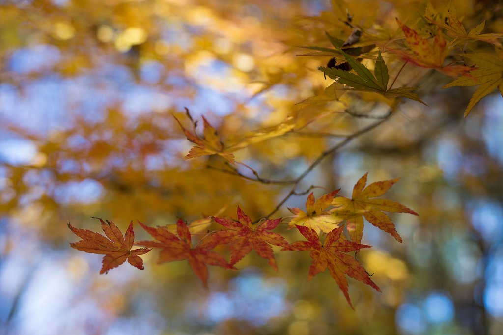 AF-S NIKKOR 50mm F1.8 G