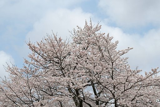 桜